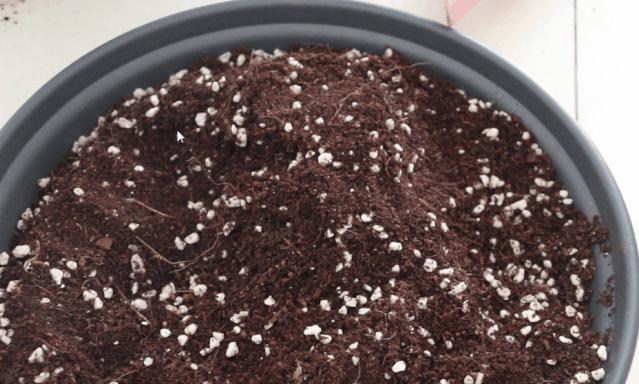 中国十大稀有珍贵菊花品种图片,一年四季开花的菊花有哪些品种