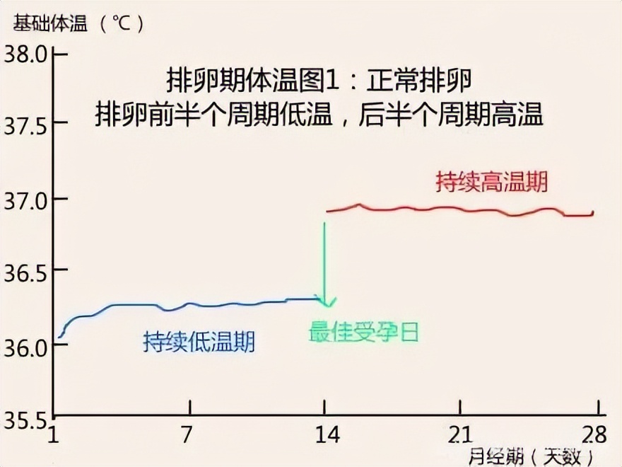 备孕须知怎么计算我的排卵期,备孕期间如何判断排卵期到了