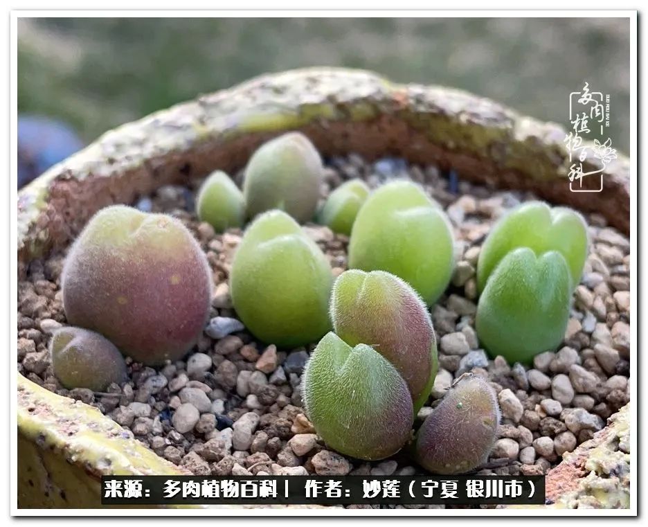 世间繁华三千不如一隅清欢,世间繁华三千不如有一院清欢