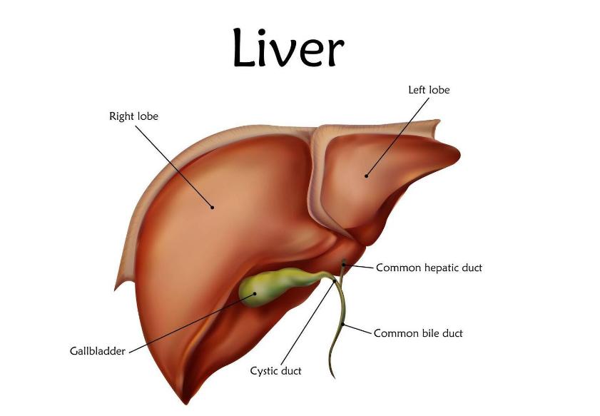 肝血亏虚会导致肝硬化吗,肝硬化了怎么养肝血