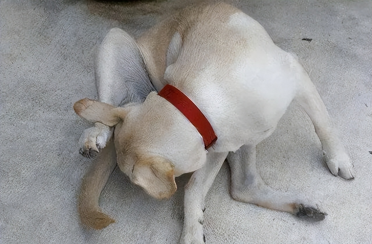 狗狗老是舔嘴唇是什么原因,狗狗老是舔排尿处什么原因