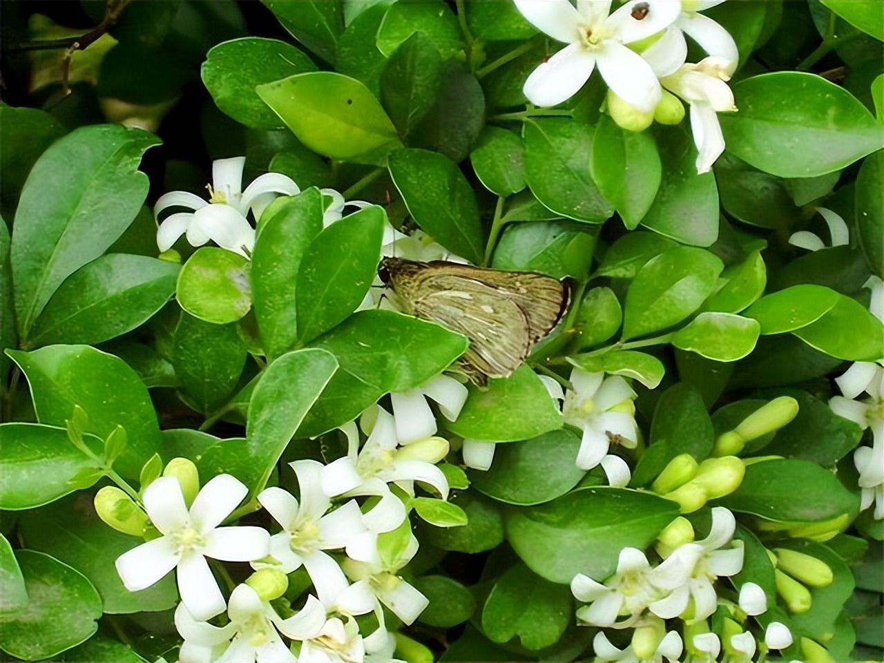 庭院种植满树花好不好风水,农村小院栽什么树旺宅