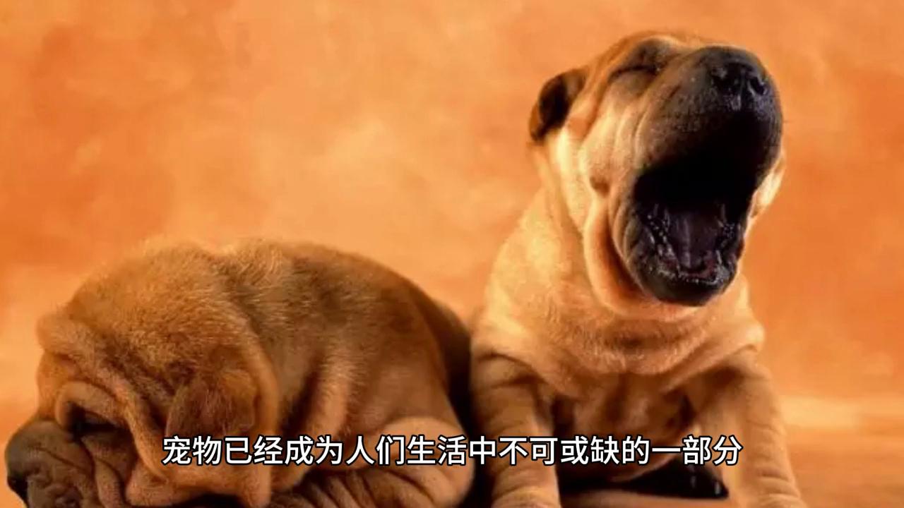 宠物防走丢gps,狗狗猫咪防走丢追踪器