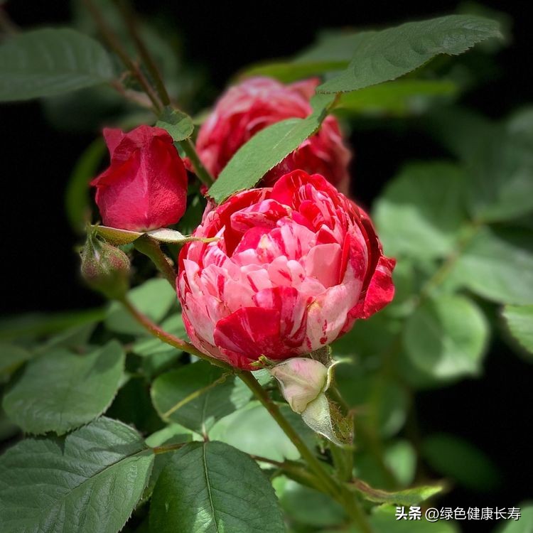 世界花园风景,世界花园