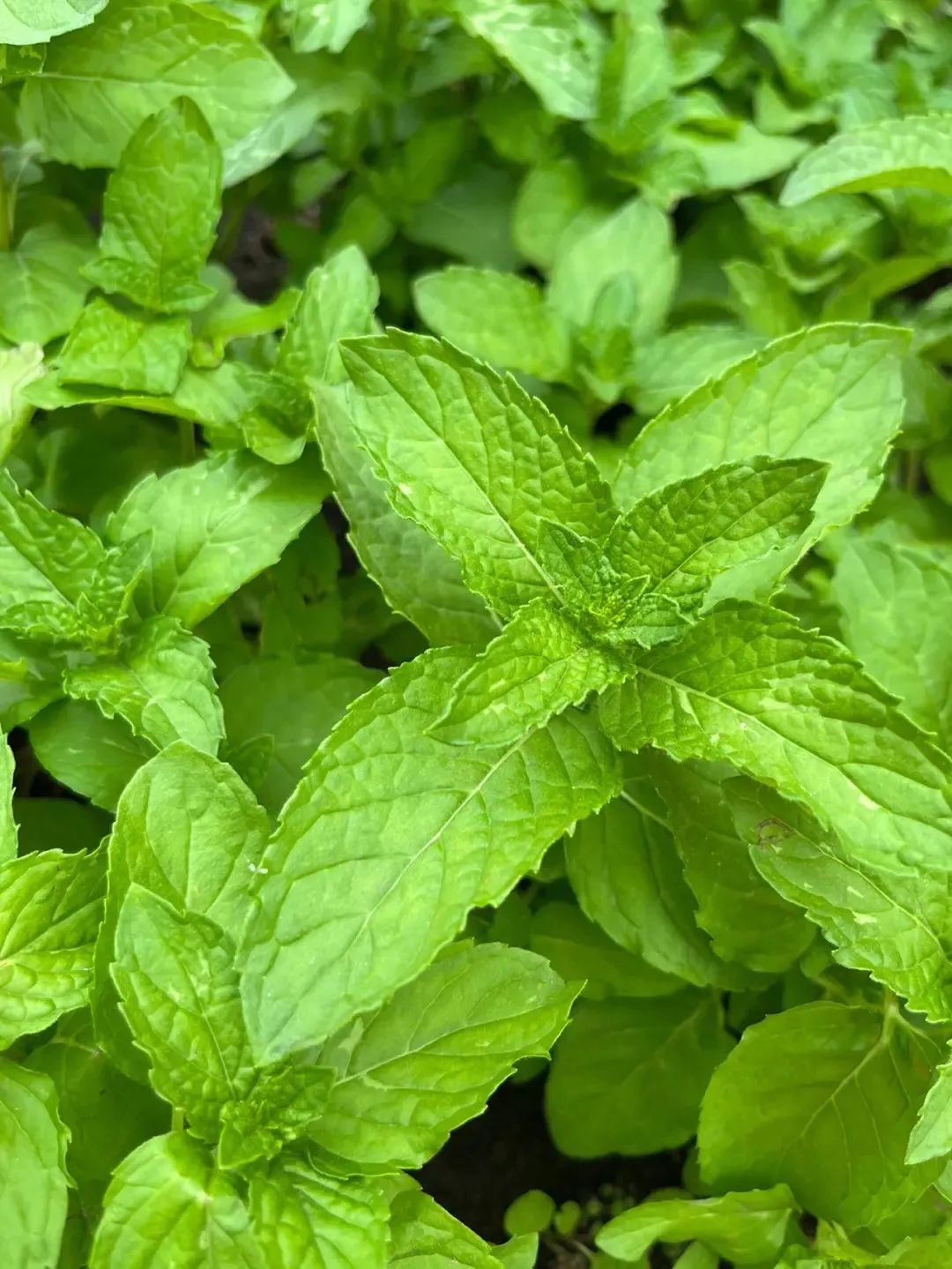 万物有灵|知我清凉疗痛伤——薄荷