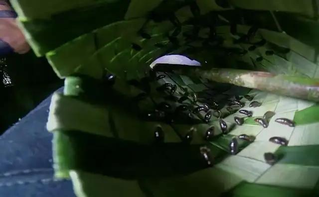 巴西热带雨林原始部落,巴西的奇葩习俗