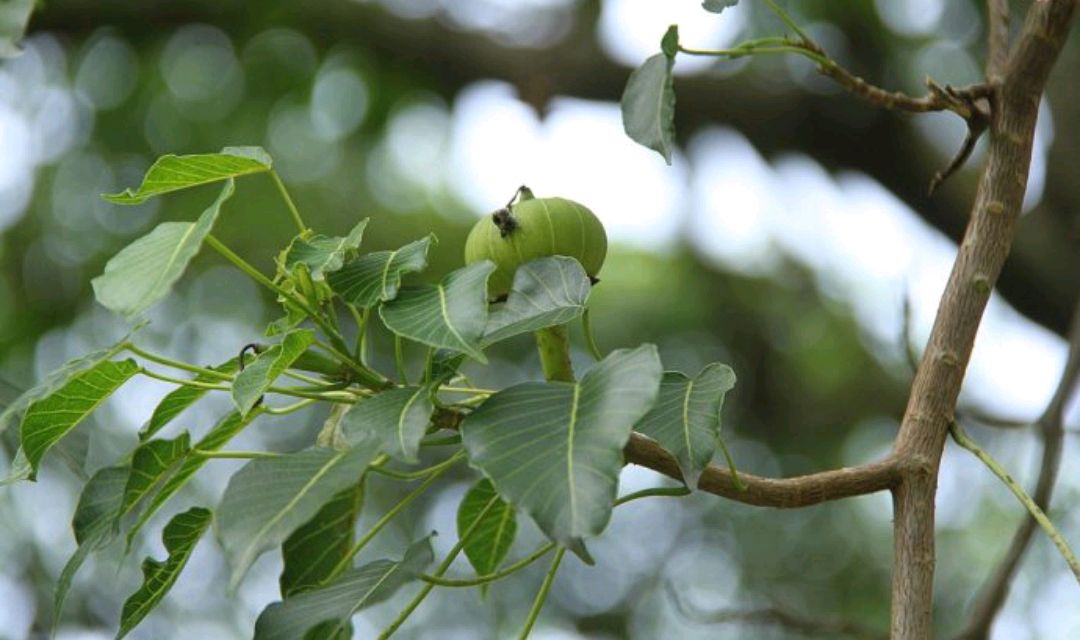 常见有毒花千万别碰,世上有毒的花和植物