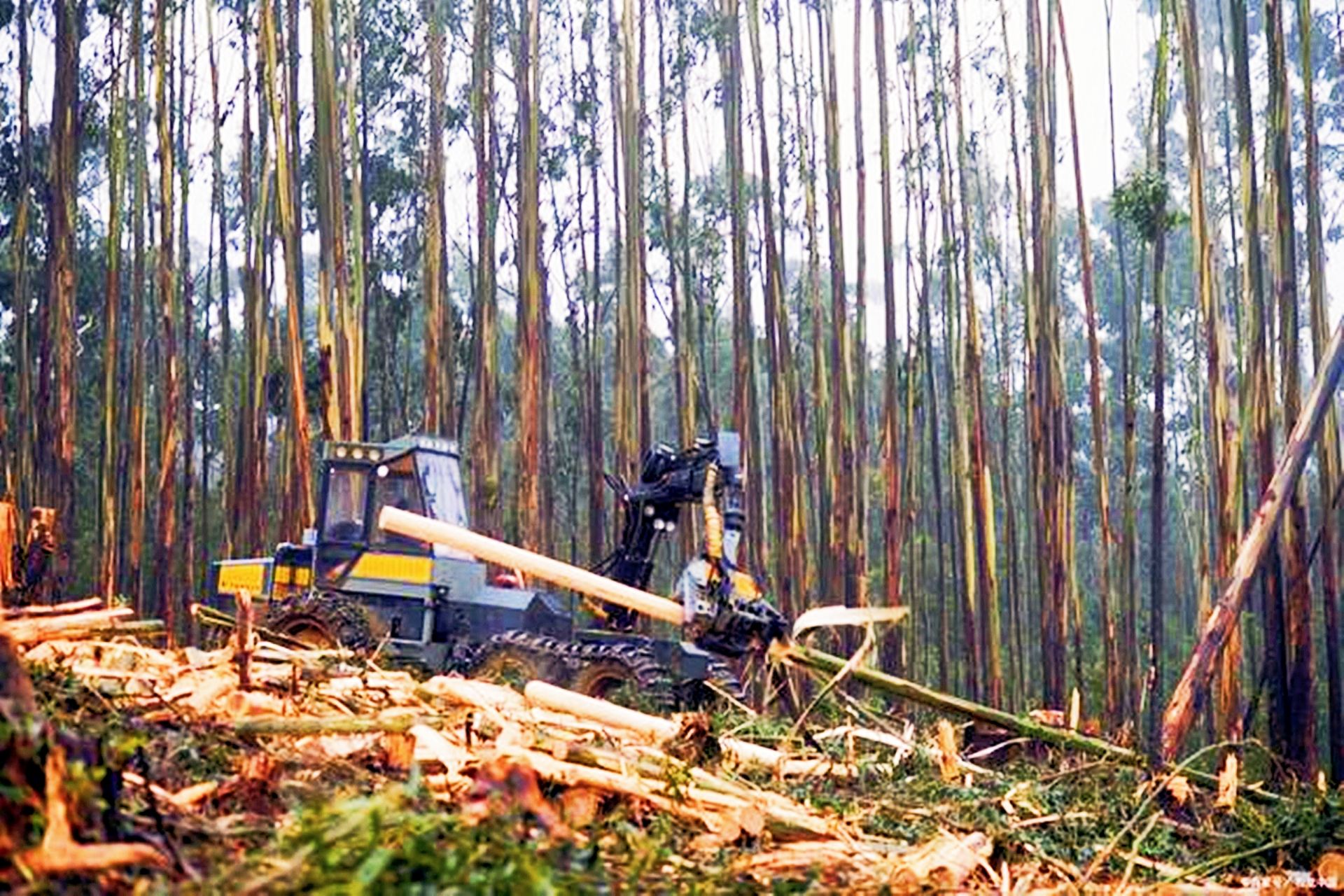 广西桉木加工的高端化之急