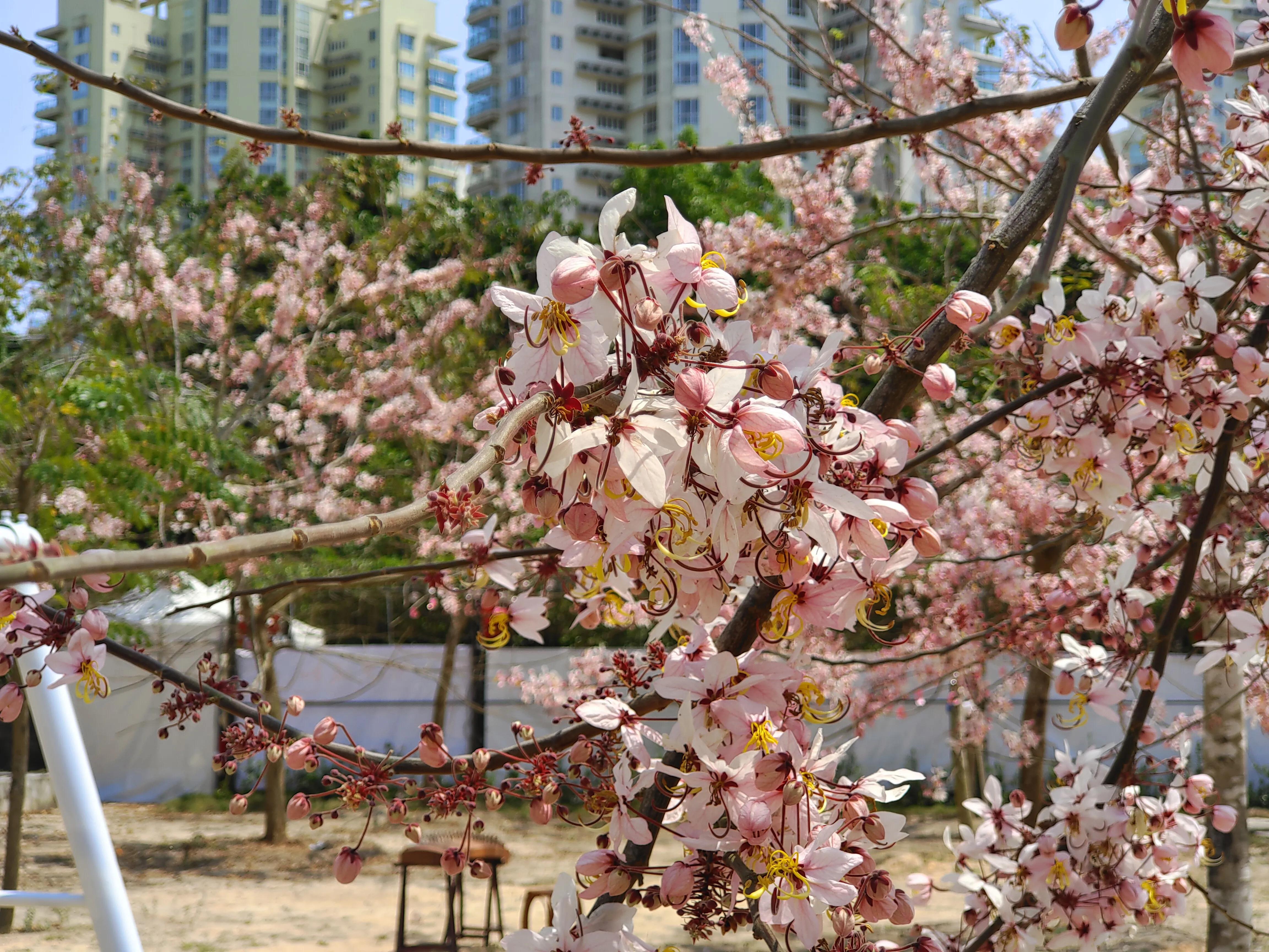 小米11ultra和vivox70pro+怎么选,小米11ultra对比iphone13promax