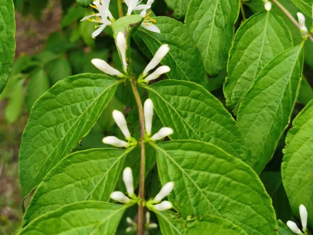 春夏之交，越来越多的花含苞欲放，这一百种娇媚蓓蕾真是美不胜收