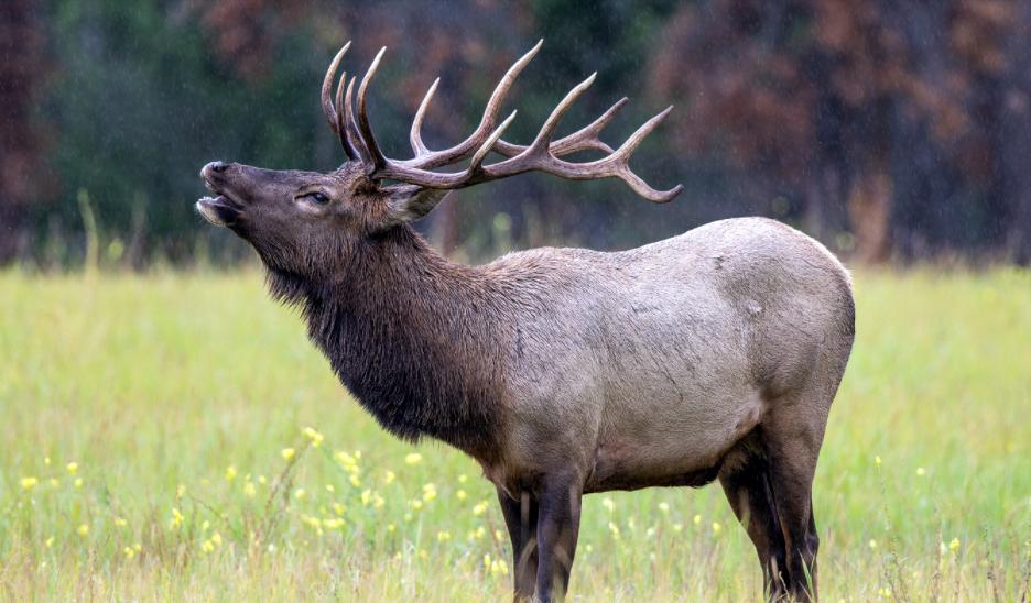 一只成年鹿一年能卖多少钱鹿茸,鹿茸很贵为啥不养鹿
