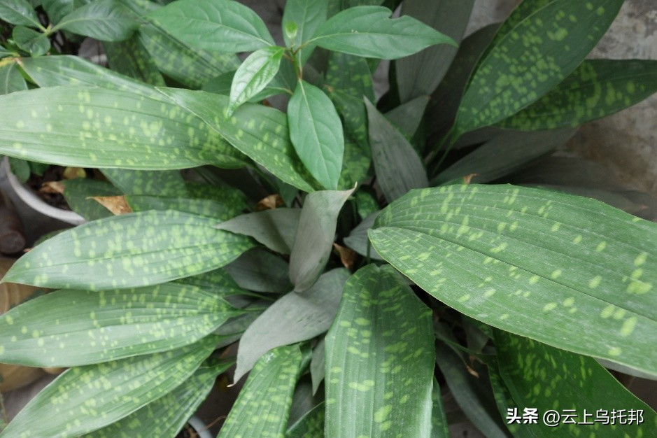 缇庢床浼犵粺鍖诲,鍙や唬缇庢床鎬庝箞娌荤梾