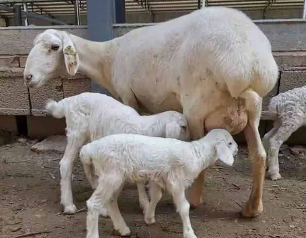 怀孕母羊不吃食反刍少的原因,怀孕母羊不吃食吃点啥药