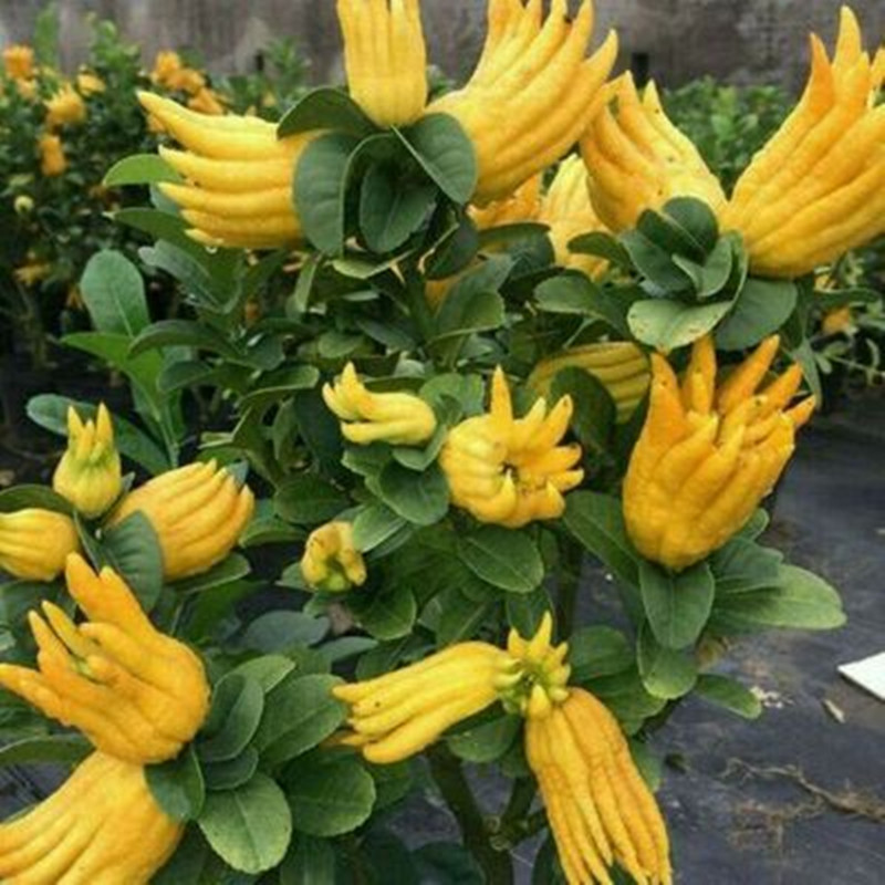 亦花亦果、香中君子——佛手