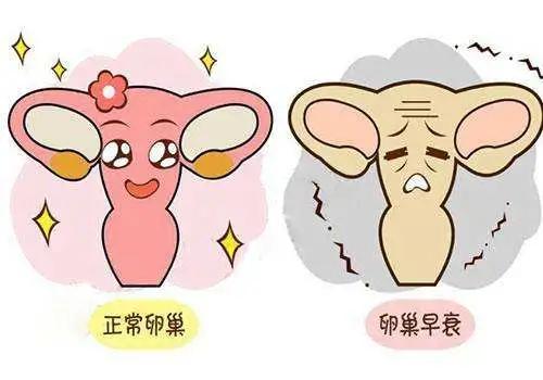 揭秘卵巢保养,amh能决定卵巢年龄吗