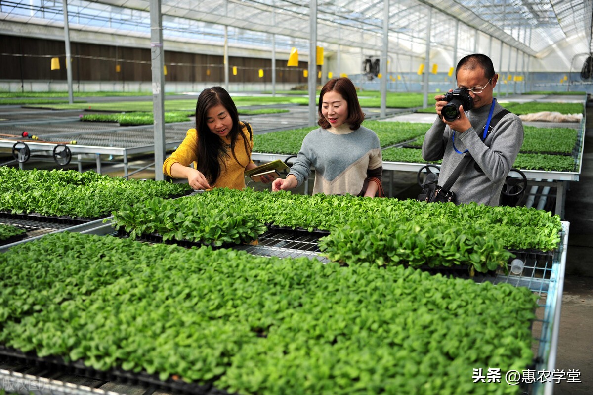 种子价格一般多少钱一亩,最新种苗价格表