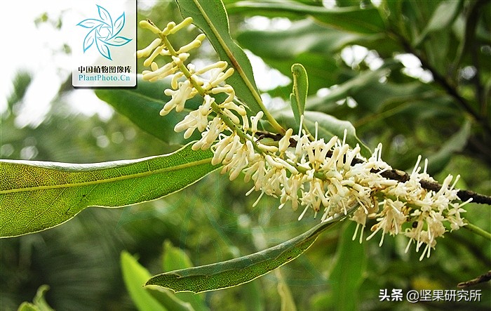 吃了发霉的夏威夷果怎么处理,夏威夷果表面白色是霉吗