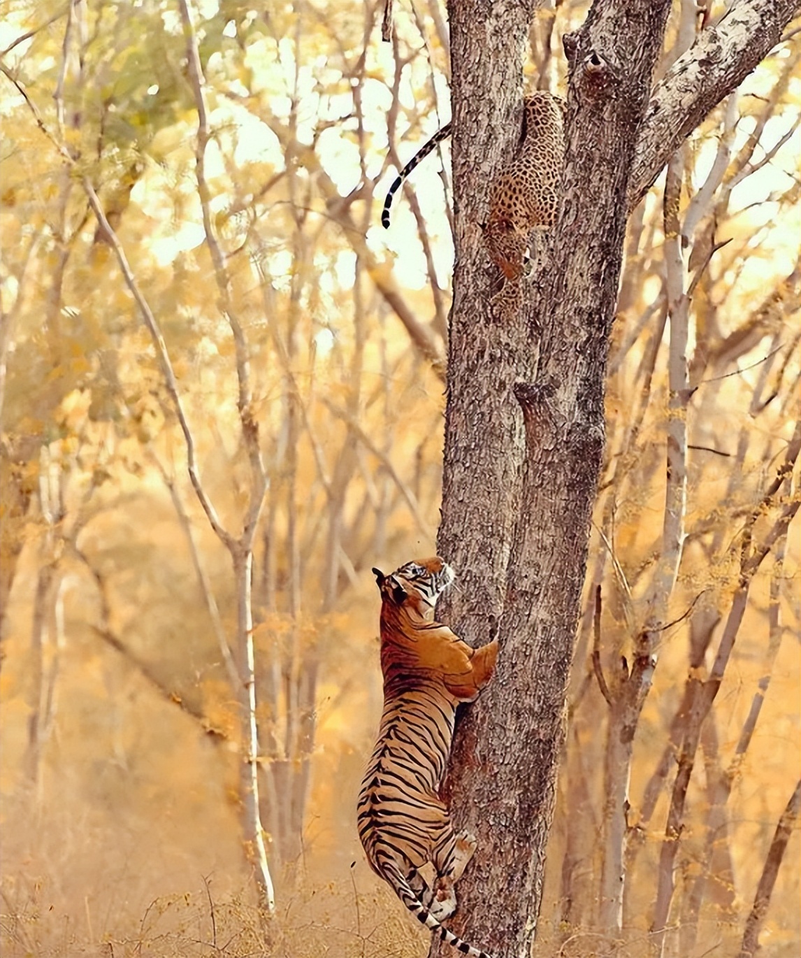 老虎豹子都会洗澡为什么猫不会,老虎是猫科动物那么老虎会爬树吗