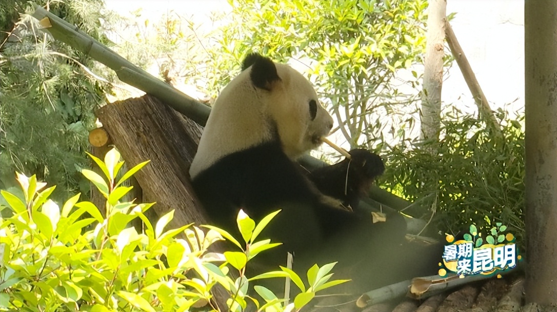昆明动物世界野生动物园,昆明大自然野生动物园