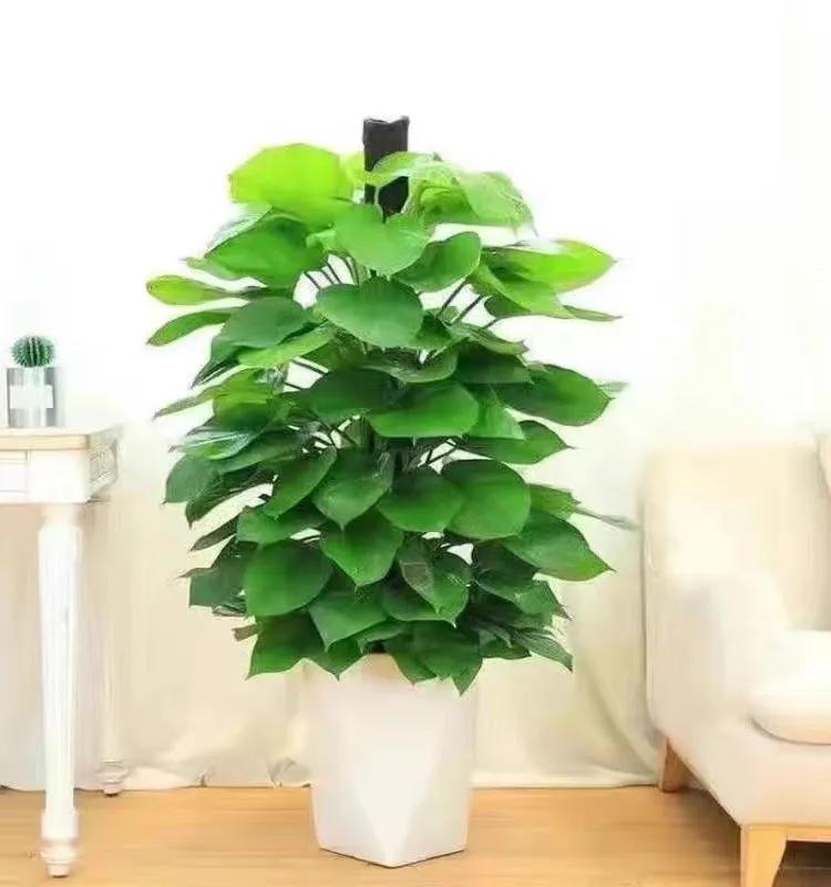 最好养的客厅一对大盆绿植,适合客厅养的十款大盆绿植