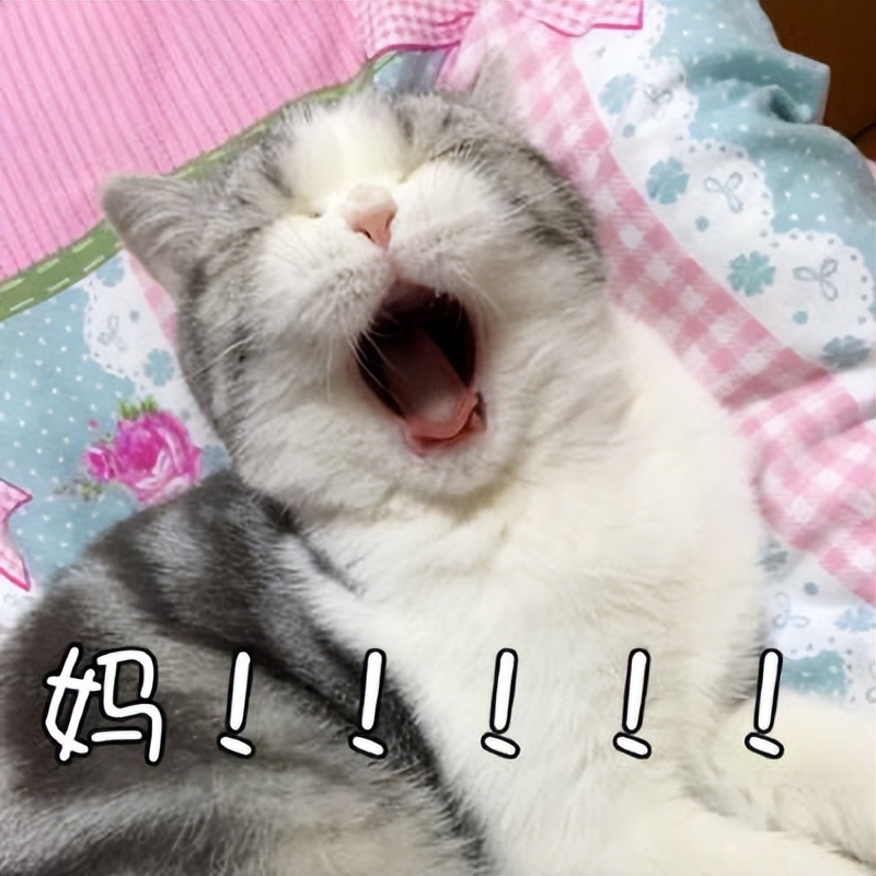 养猫会出事吗,养猫不容易得的病