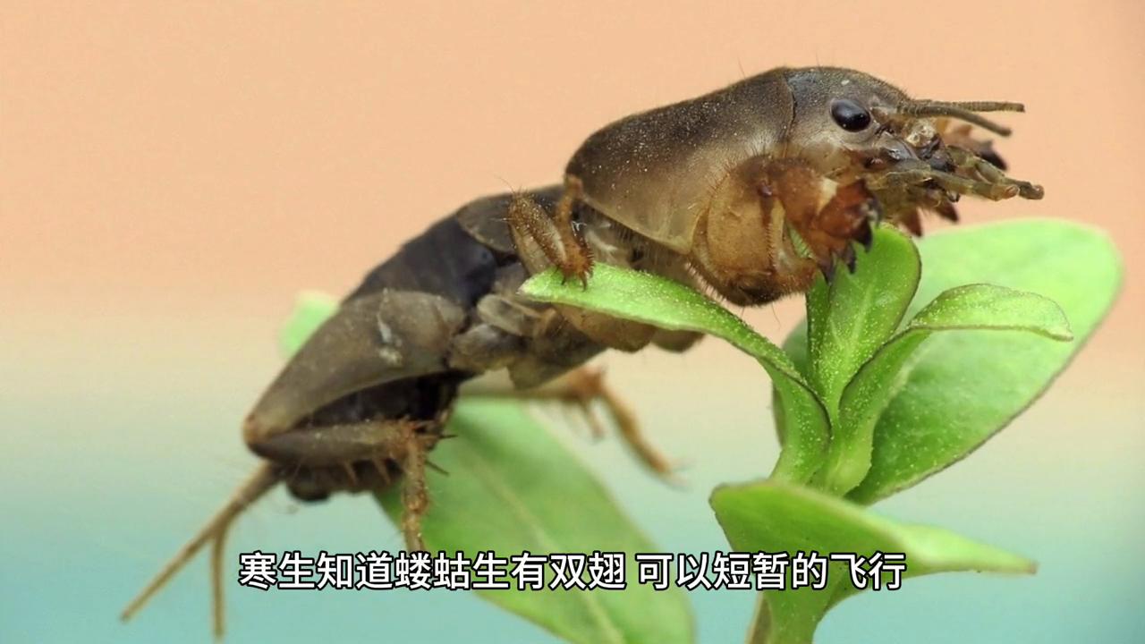 经典影视音乐,经典影视剧歌曲