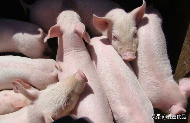 猪耳朵边发紫怎么治疗,猪耳朵发红是什么病怎么治疗