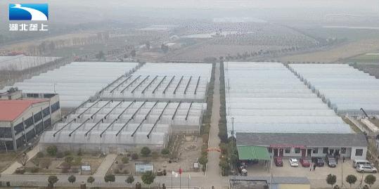 甜了味蕾鼓了荷包湖北20万亩草莓变身“致富果”