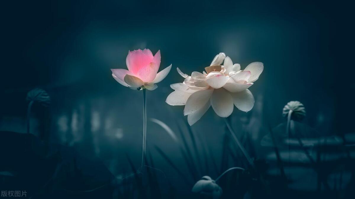 哪个旅行社的老年旅游团好,老年人旅游选择什么