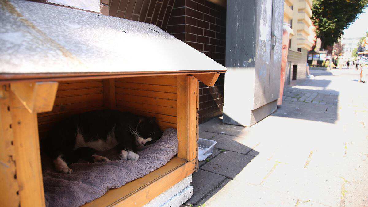 波兰一流浪猫成5星旅游景点,一只流浪的大肥猫