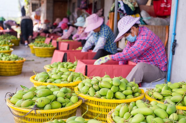 海南水果邮寄,海南水果可以邮寄内地吗