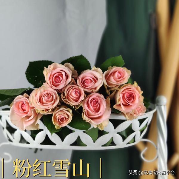 花店玫瑰为什么不香,花店里的玫瑰为什么不香