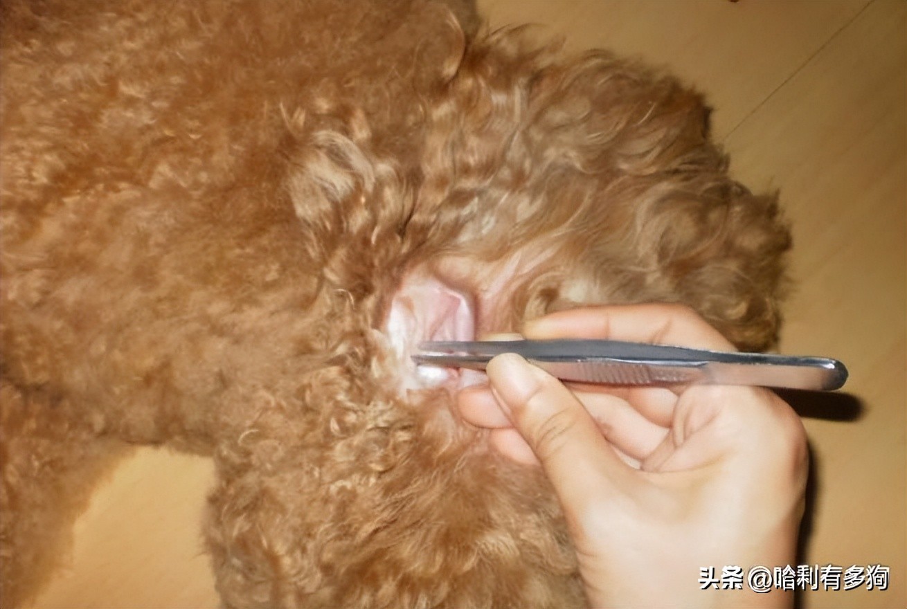 小狗耳朵里有褐色分泌物,小狗耳朵里黑色的东西怎么办