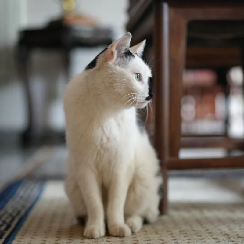 让小猫咪来治愈你,小猫咪可以治愈一切不开心的事情