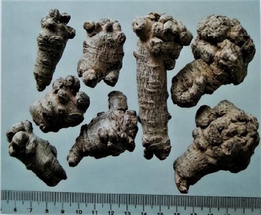 中医三七药材标准,三七真假对比图片三七主治