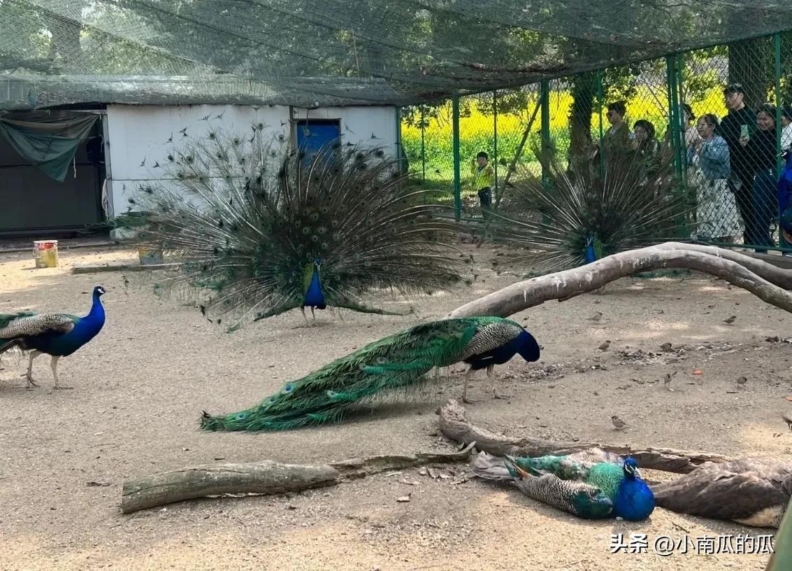 苏州休闲娱乐的景点,苏州娱乐游玩项目