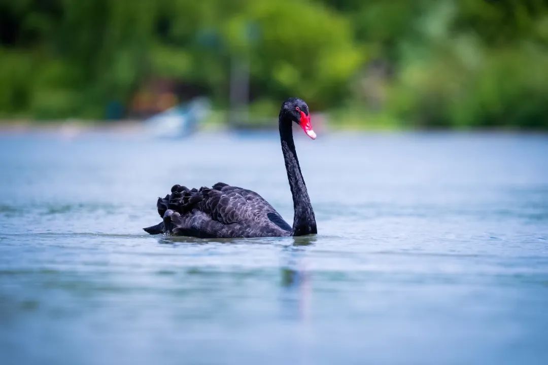 150-600mm超长焦镜头,150-600长焦镜头能拍多远