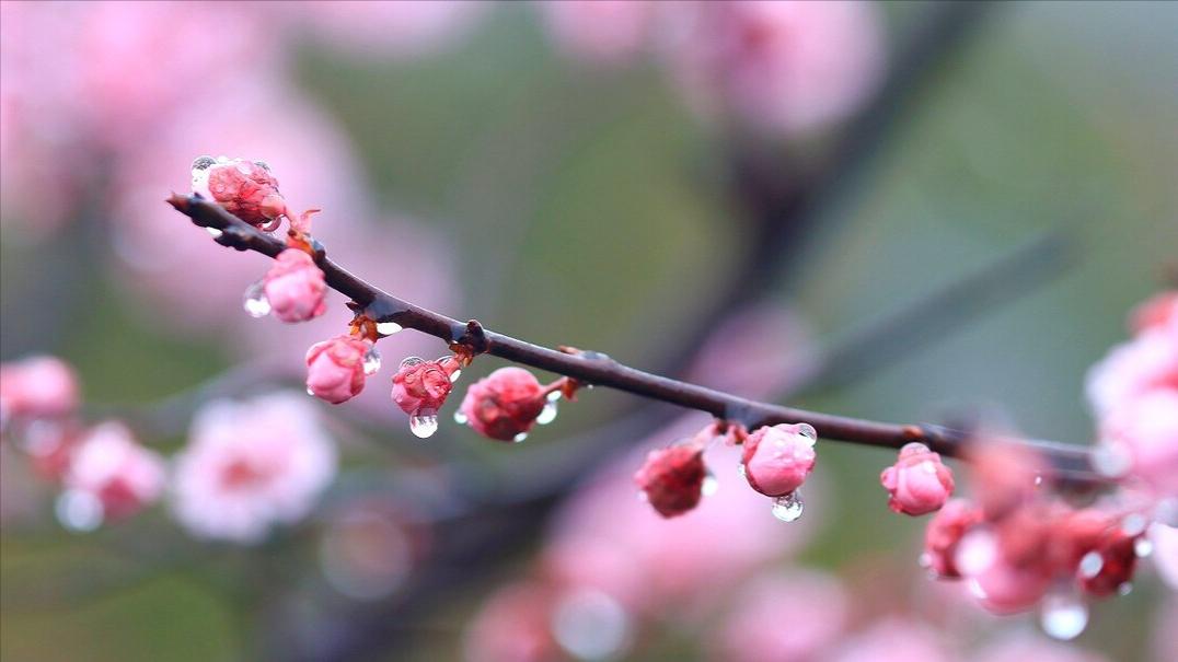 古诗三首苏轼描写春天的诗句,苏轼描写春天的诗句古诗