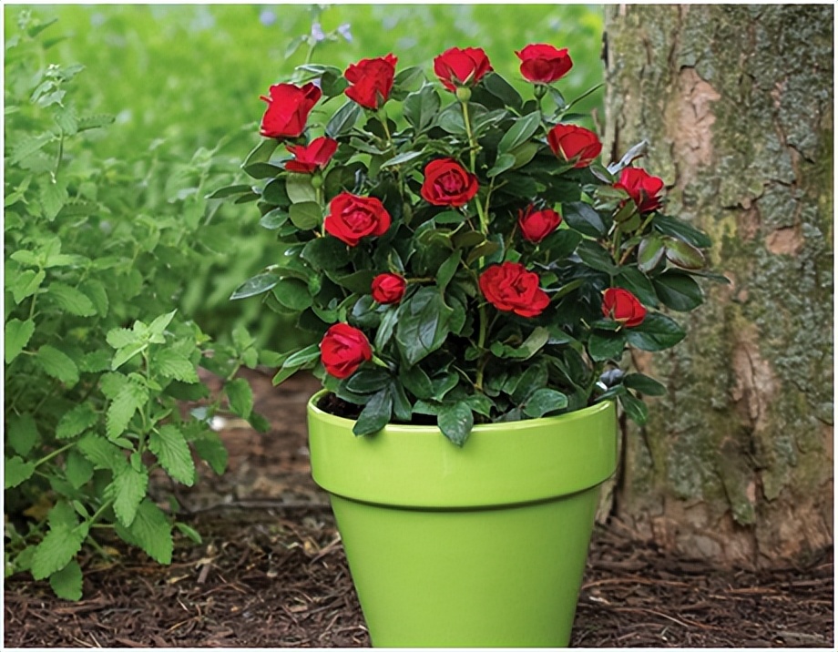 经典玫瑰品种 (玫瑰植物品种)