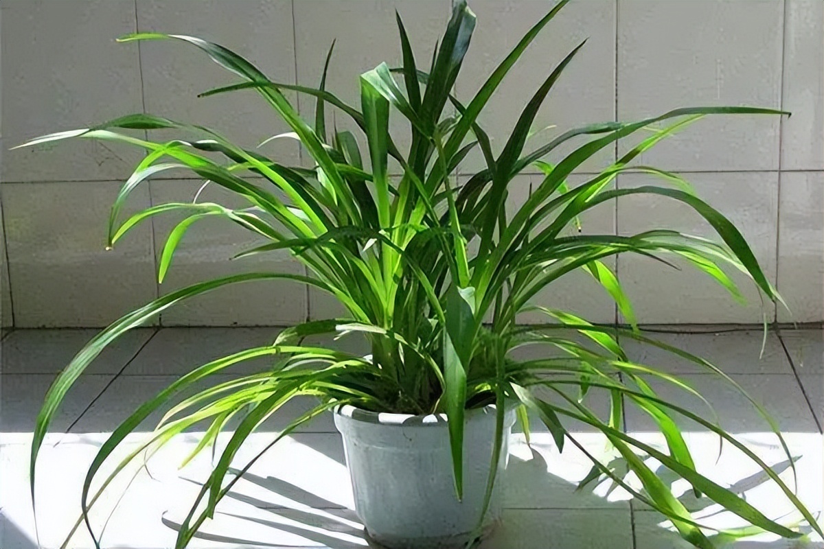 吸甲醛超强的十五种植物,新房如何种植去甲醛植物