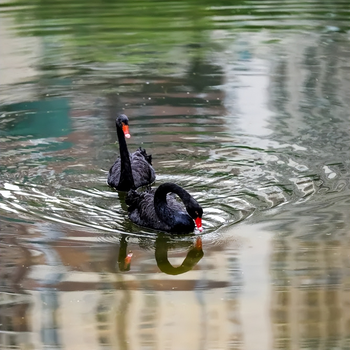 荷你有约周末去武隆逛荷花节可好,今夏荷你有约新余已开启赏荷模式