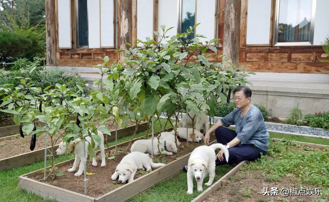文在寅卸任后到底想做什么,文在寅卸任后待遇
