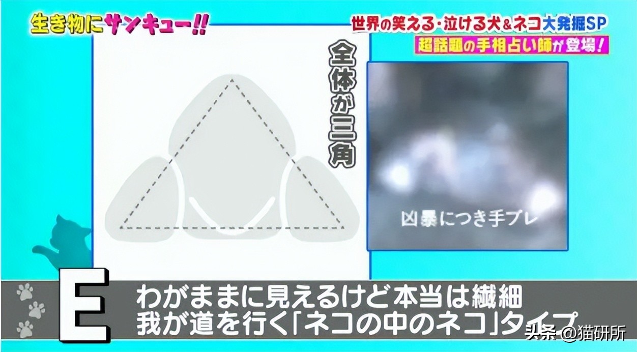 猫咪的肉垫看性格,猫咪肉垫形状代表什么性格