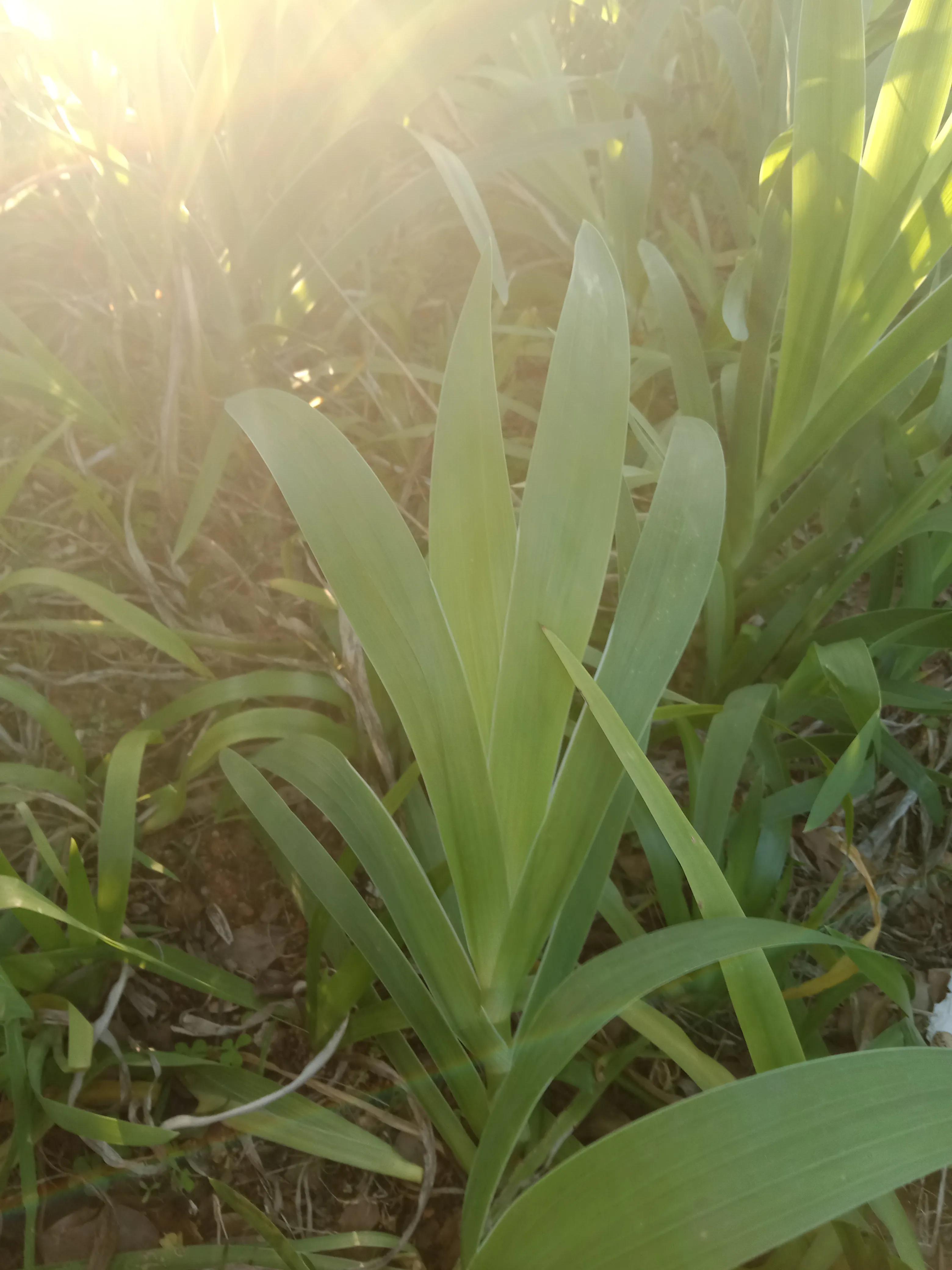 小学英语怎么考好成绩的小技巧,小学英语老师怎么提高成绩