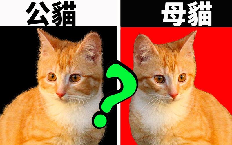 猫咪除了公母，居然还隐藏其他性别!?