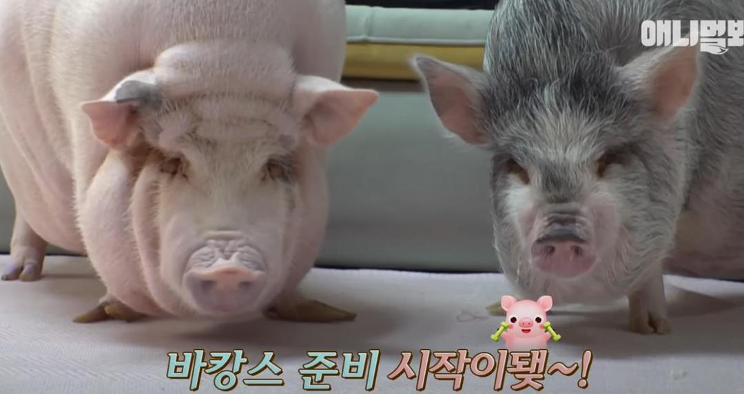韩国女孩养迷你猪秒变大胖猪,如今带它们刻苦运动节食减肥