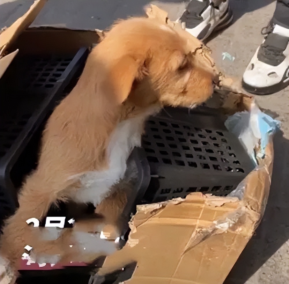 网购的拉布拉多靠谱吗,网购200拉布拉多靠谱吗