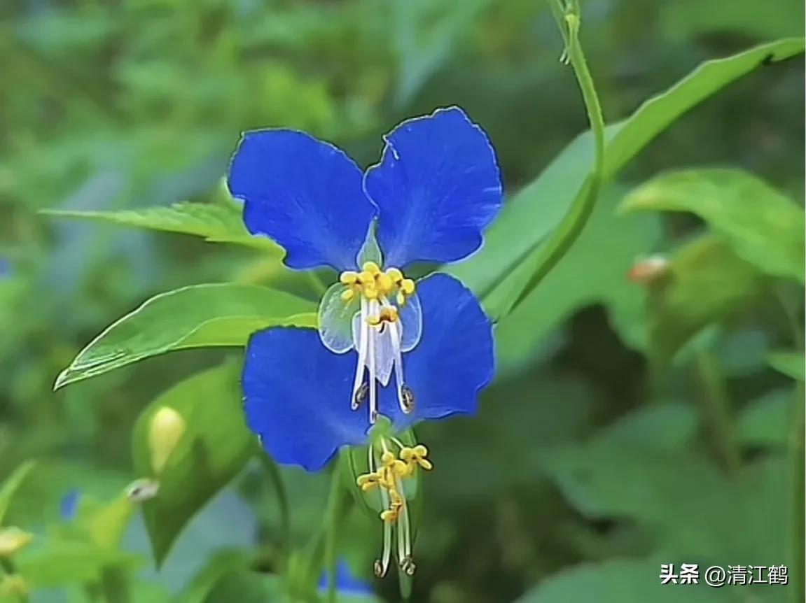 怎样解决除草剂对树的危害,十大恶性杂草除草方案
