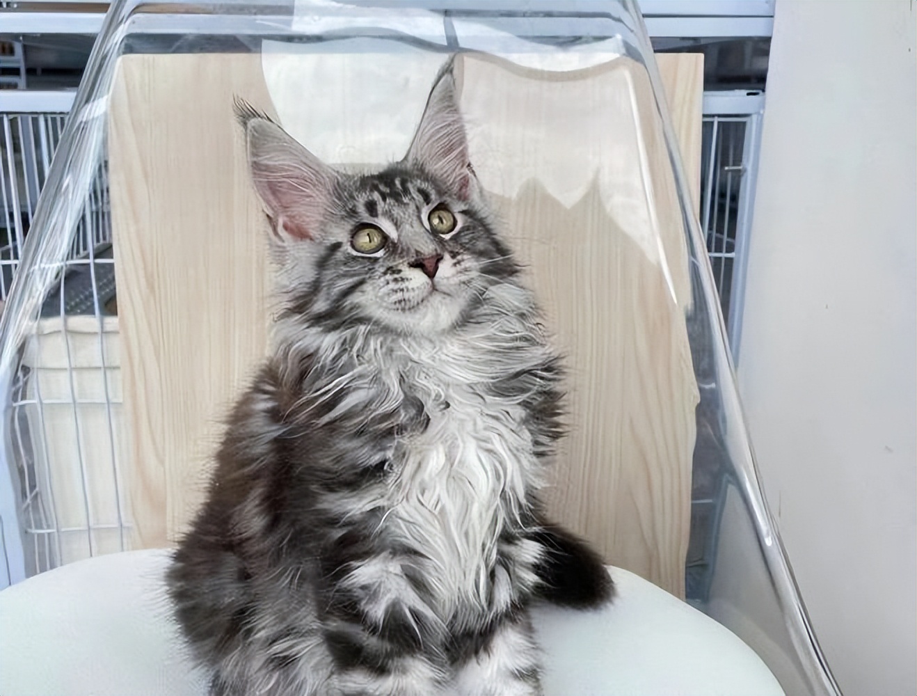 猫咪的寿命最多能活到多大呢,猫咪寿命排行榜之短命猫