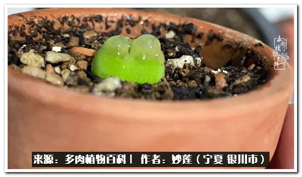 世间繁华三千不如一隅清欢,世间繁华三千不如有一院清欢